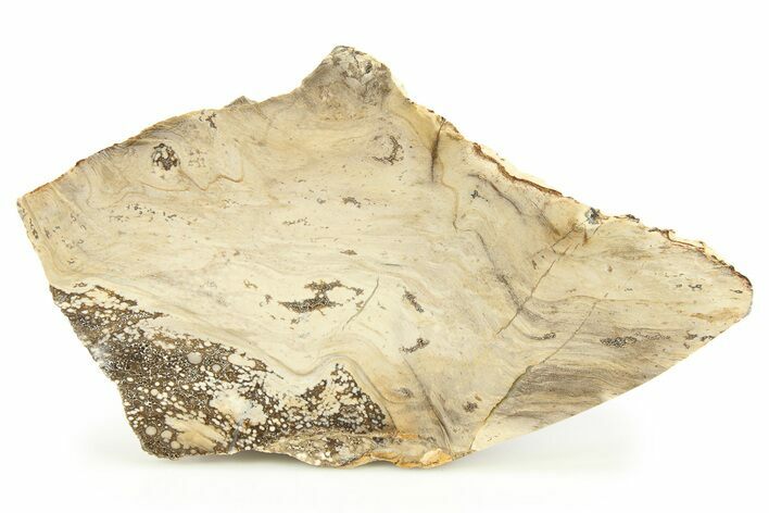 Devonian Petrified Wood From Oklahoma - Oldest True Wood #283950